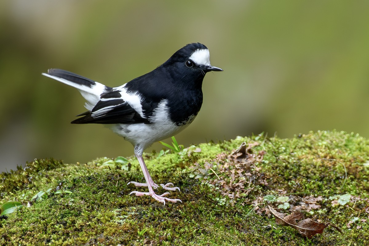 Little Forktail - ML647071538