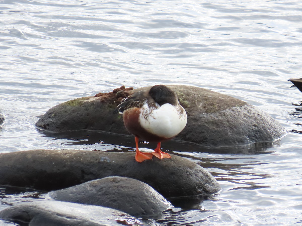 Широконіска північна - ML647071539