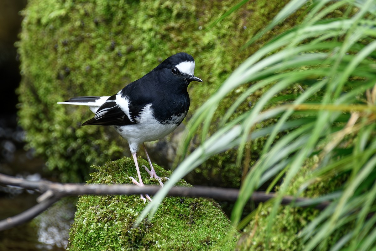 Little Forktail - ML647071540