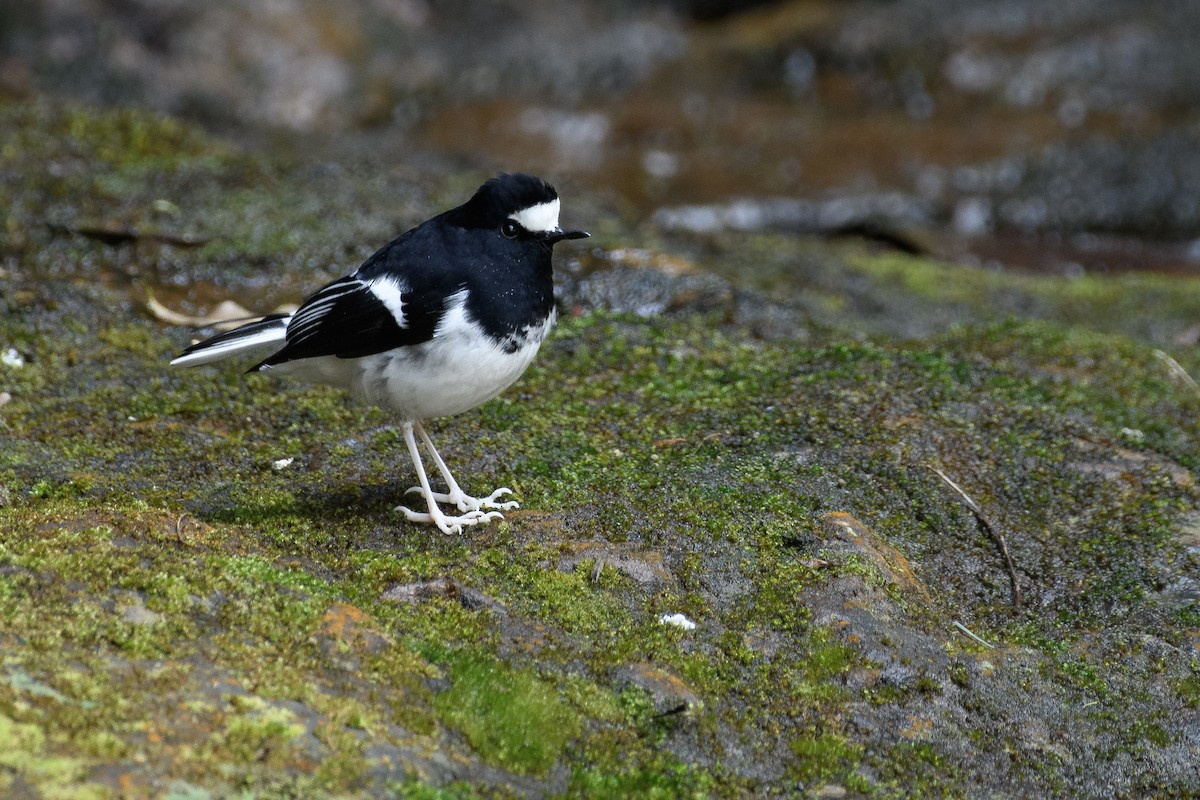 Little Forktail - ML647071543