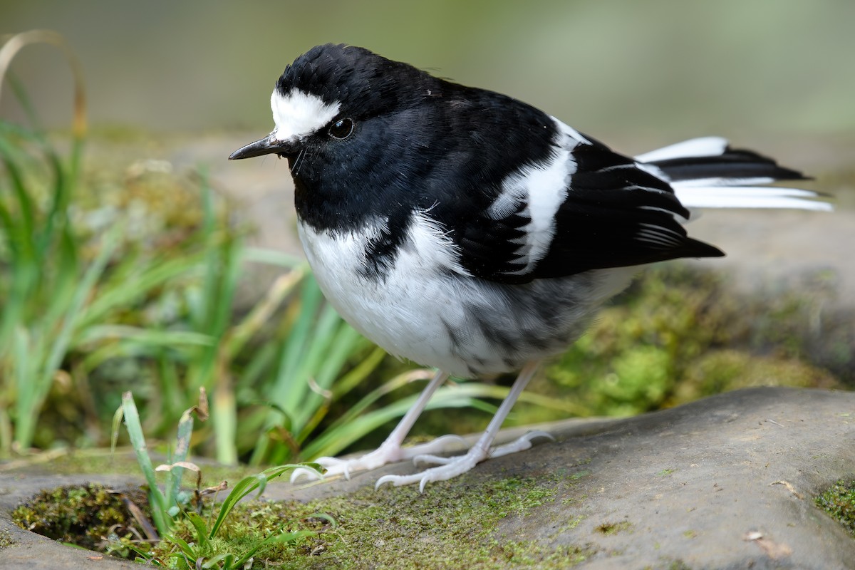 Little Forktail - ML647071544