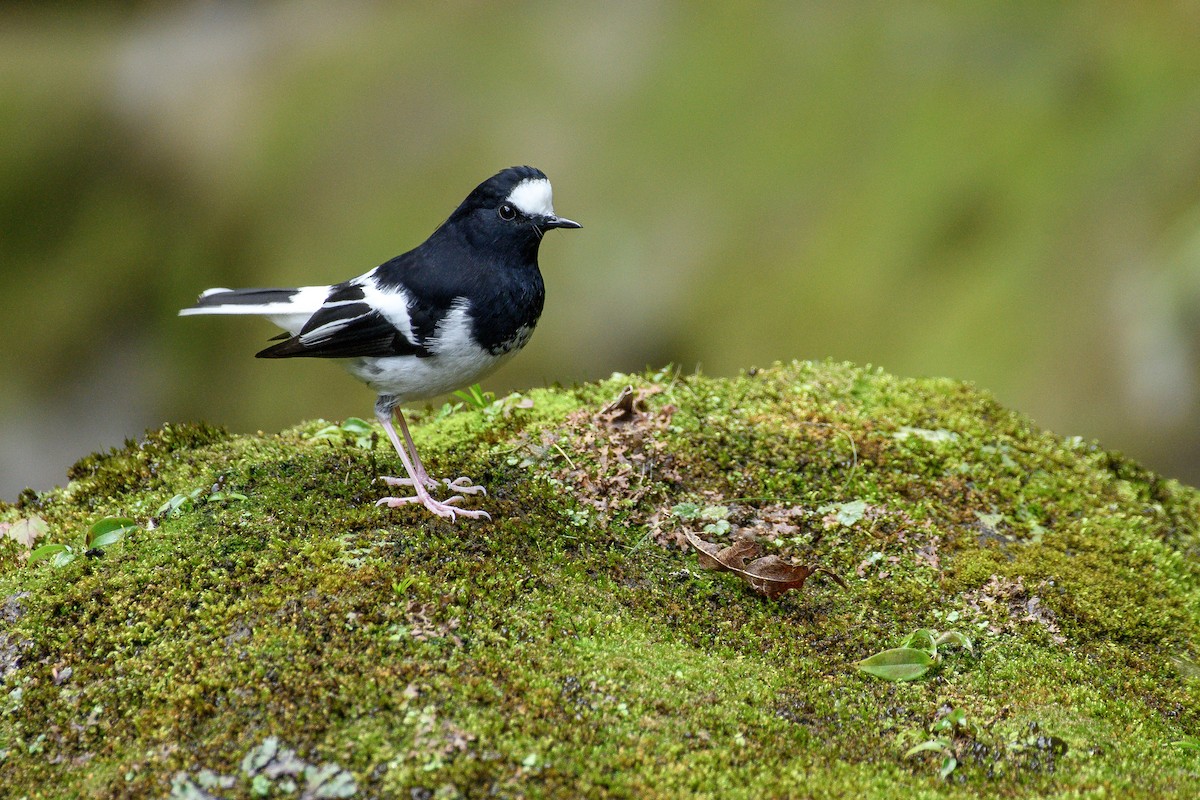 Little Forktail - ML647071545