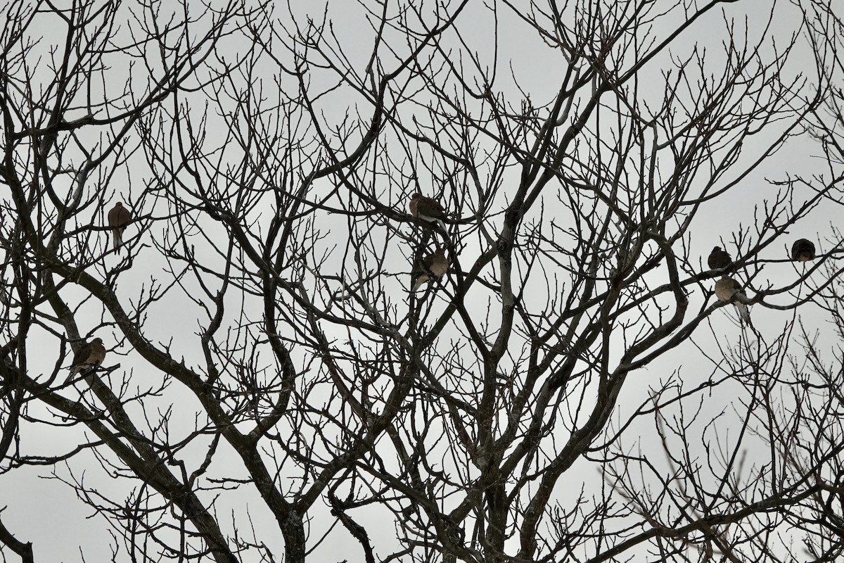 Mourning Dove - ML647071566