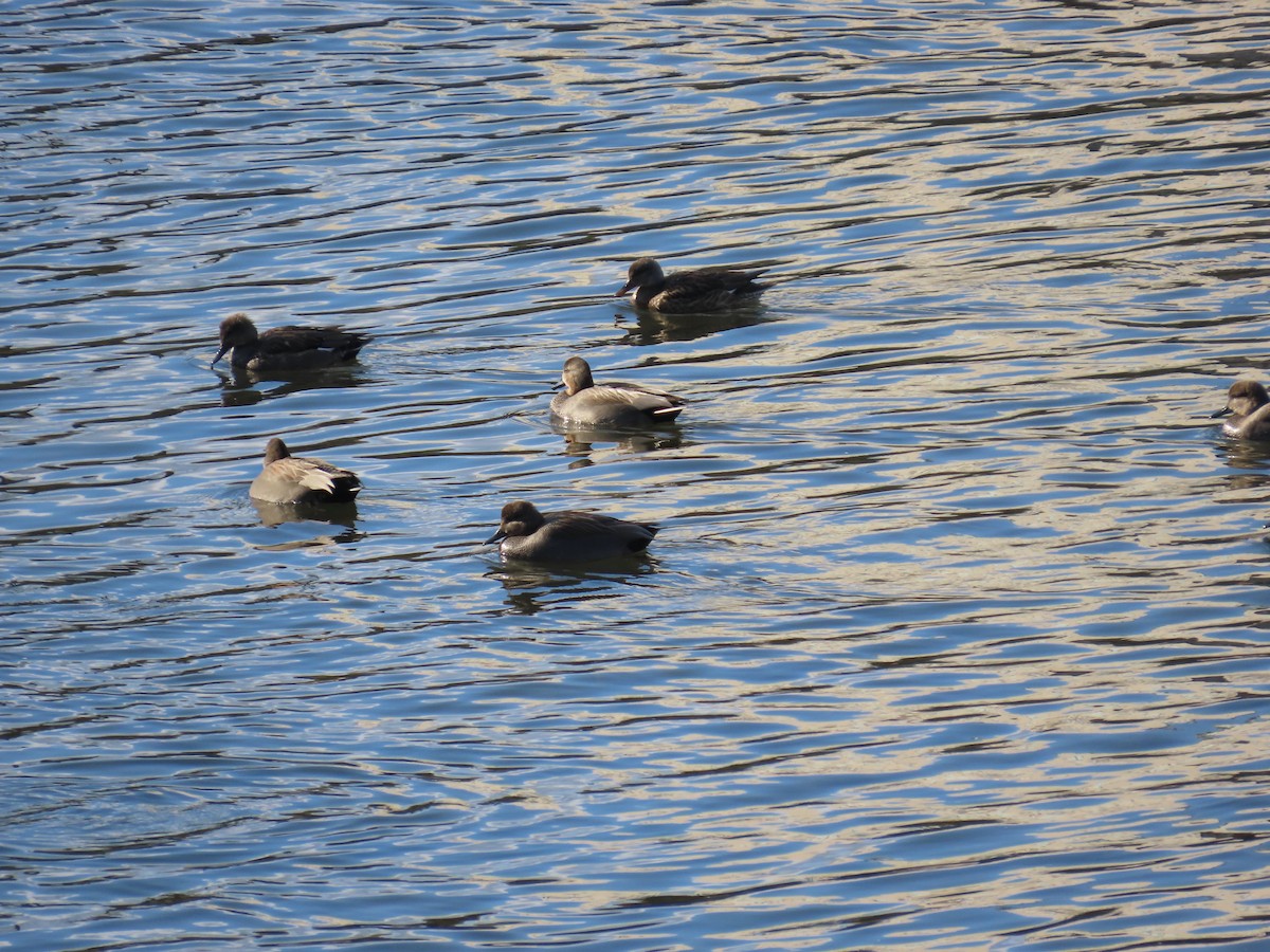 Нерозень - ML647071567