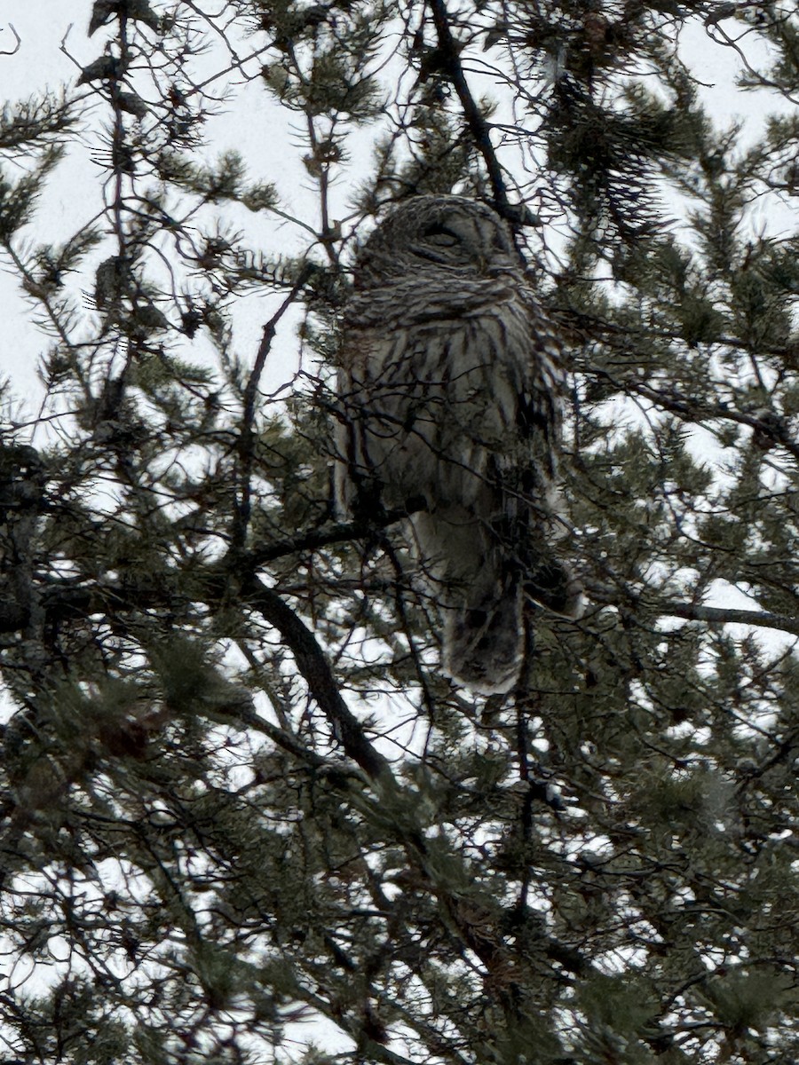 Barred Owl - ML647071568