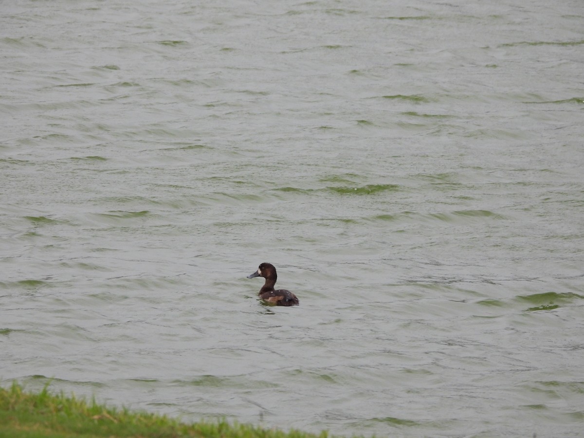 Greater Scaup - ML647071575