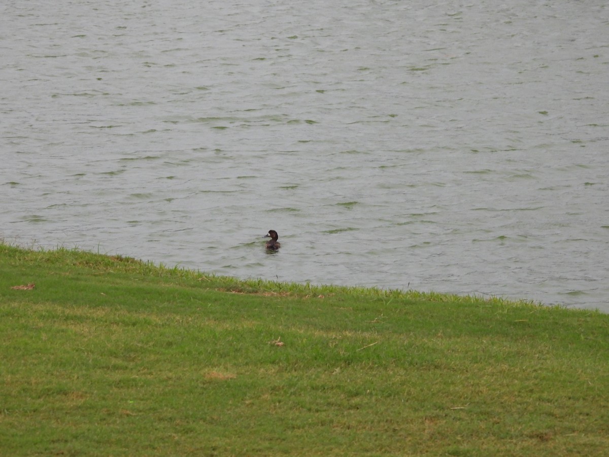 Greater Scaup - ML647071581