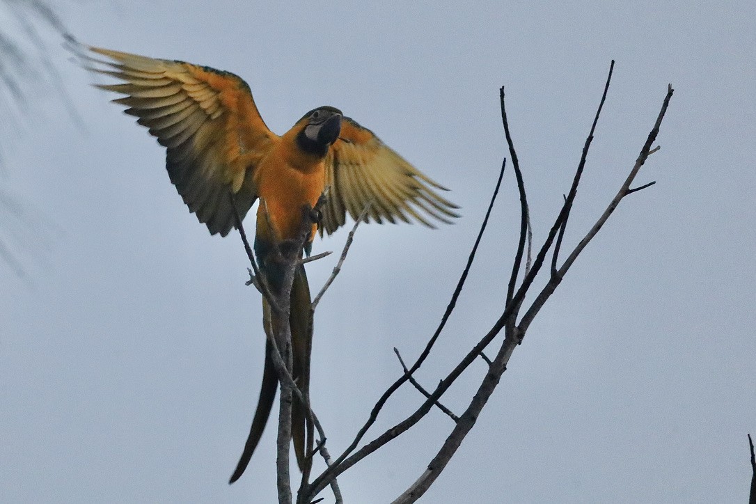 Blue-and-yellow Macaw - ML647071583