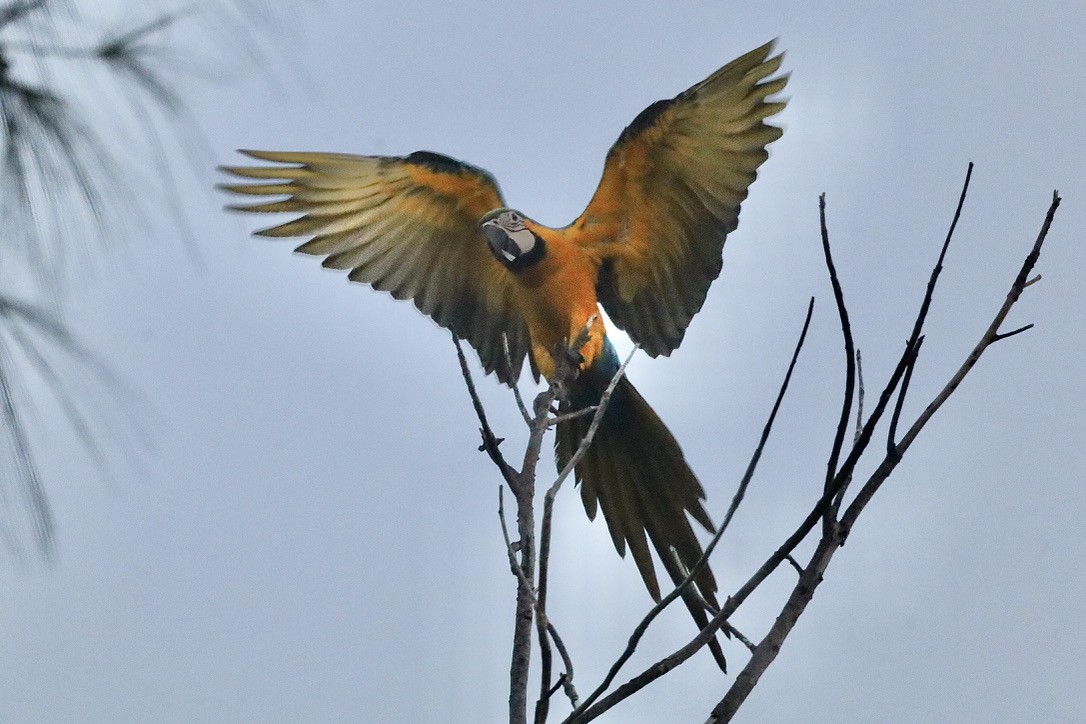 Blue-and-yellow Macaw - ML647071584