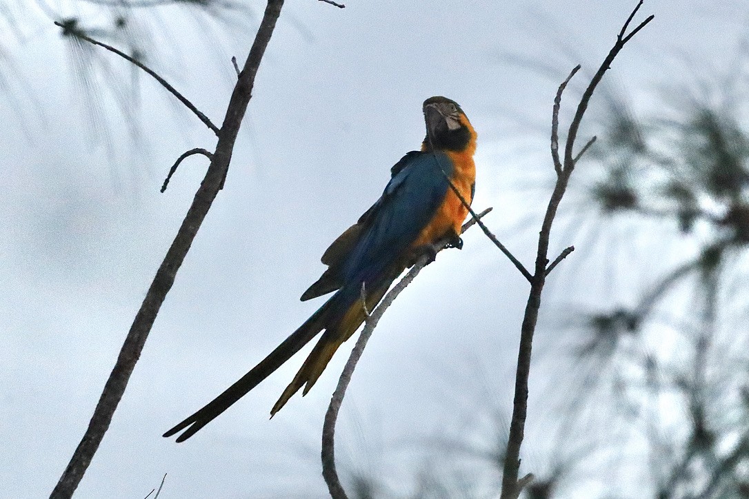 Blue-and-yellow Macaw - ML647071585