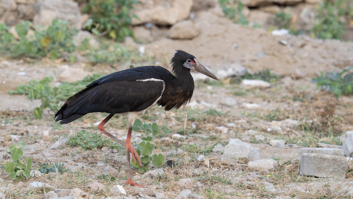 חסידת אבדים - ML647071589