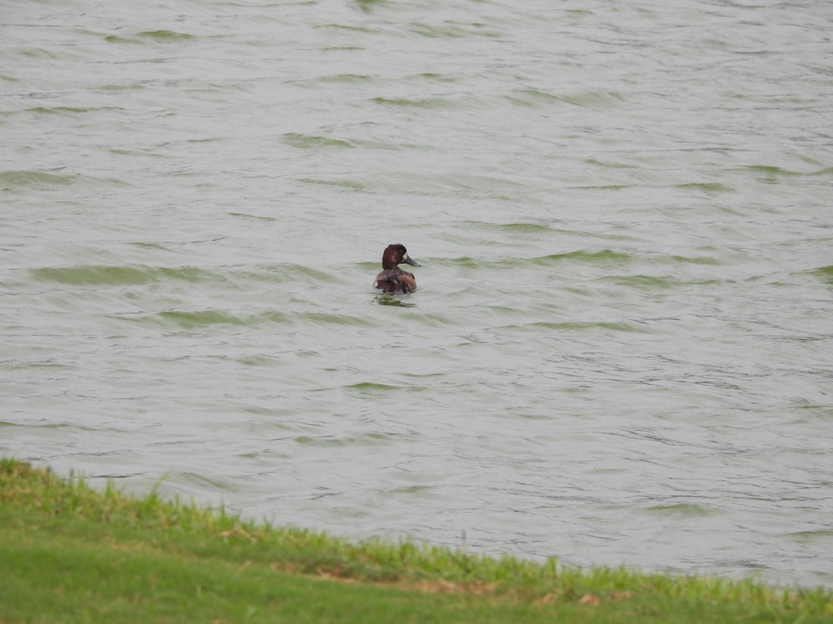 Greater Scaup - ML647071590