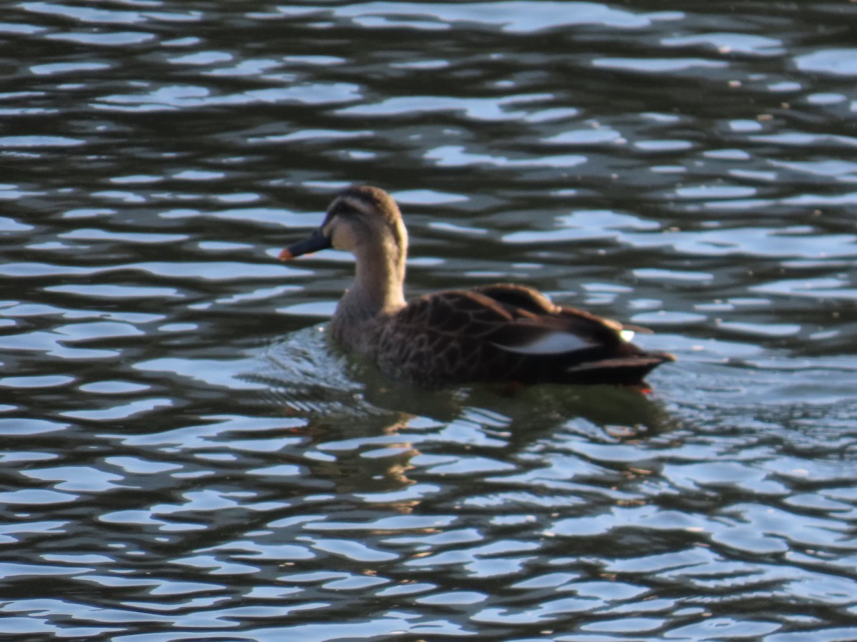 Крижень китайський - ML647071592