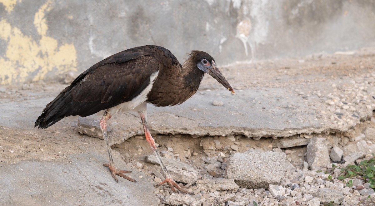 חסידת אבדים - ML647071593