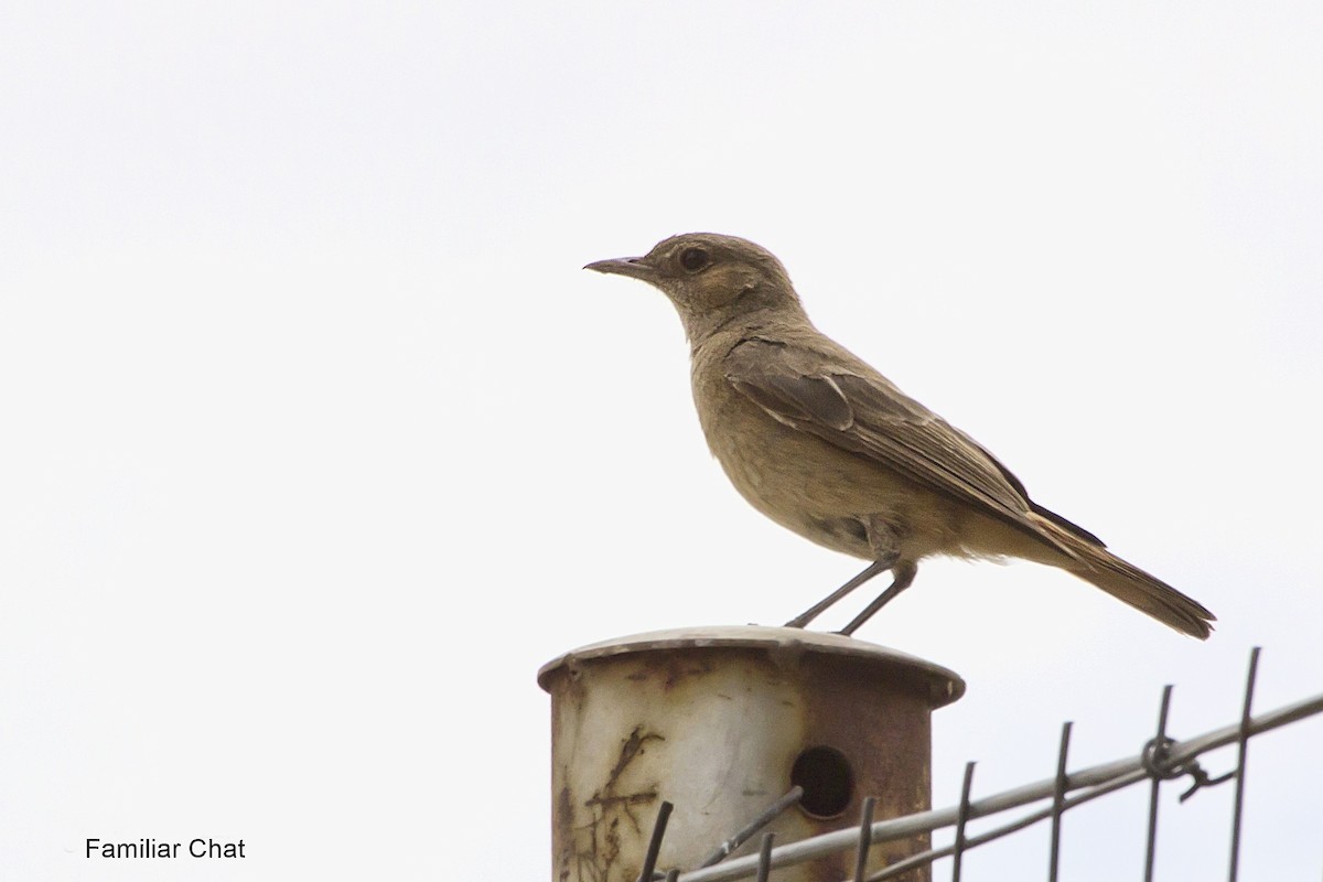 Familiar Chat - ML647071594