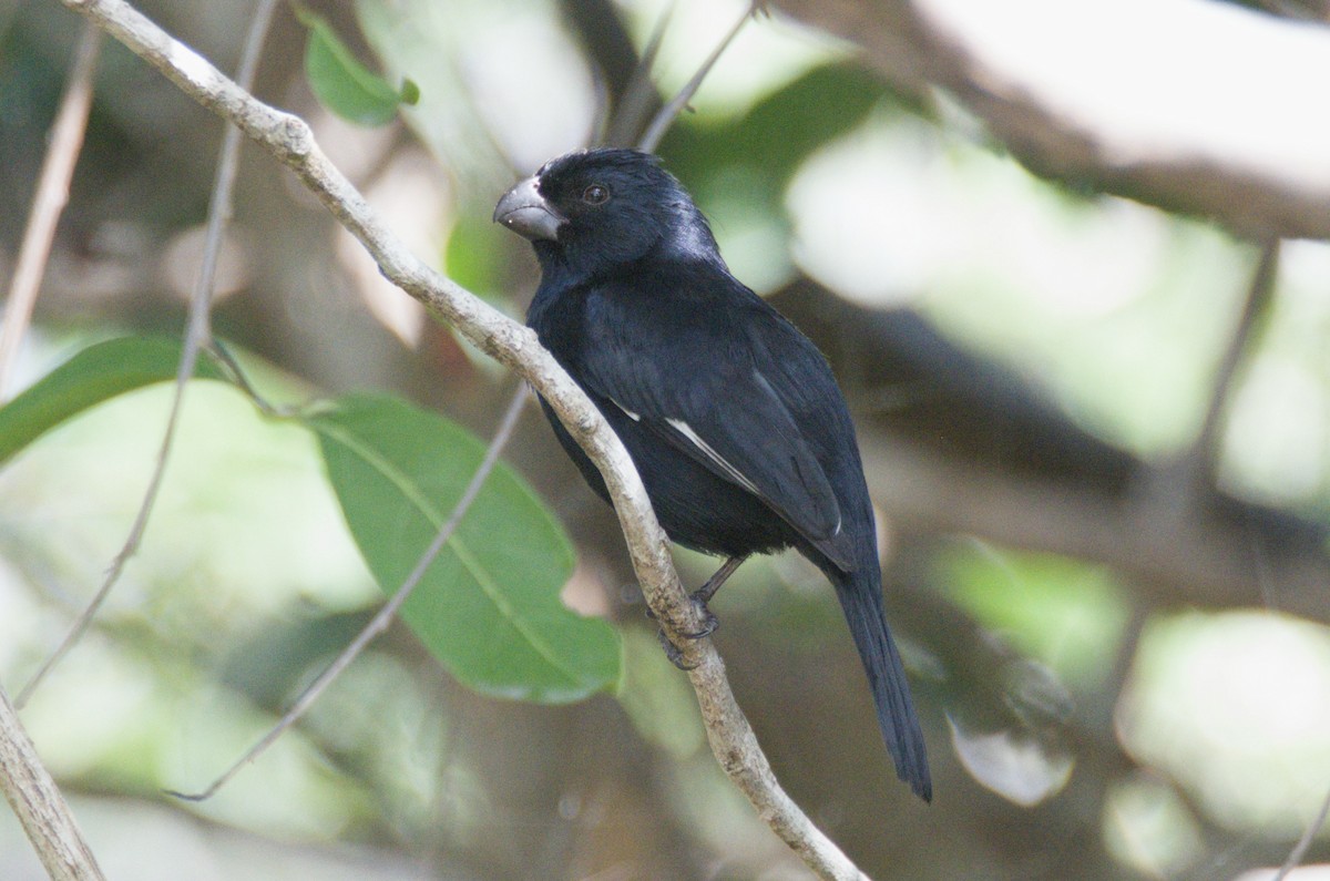 Cuban Bullfinch - ML647071597