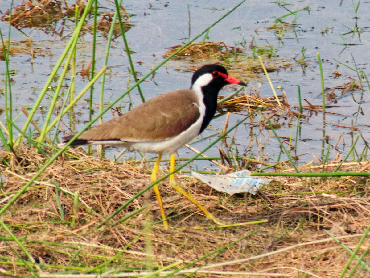 Red-wattled Lapwing - ML647071604