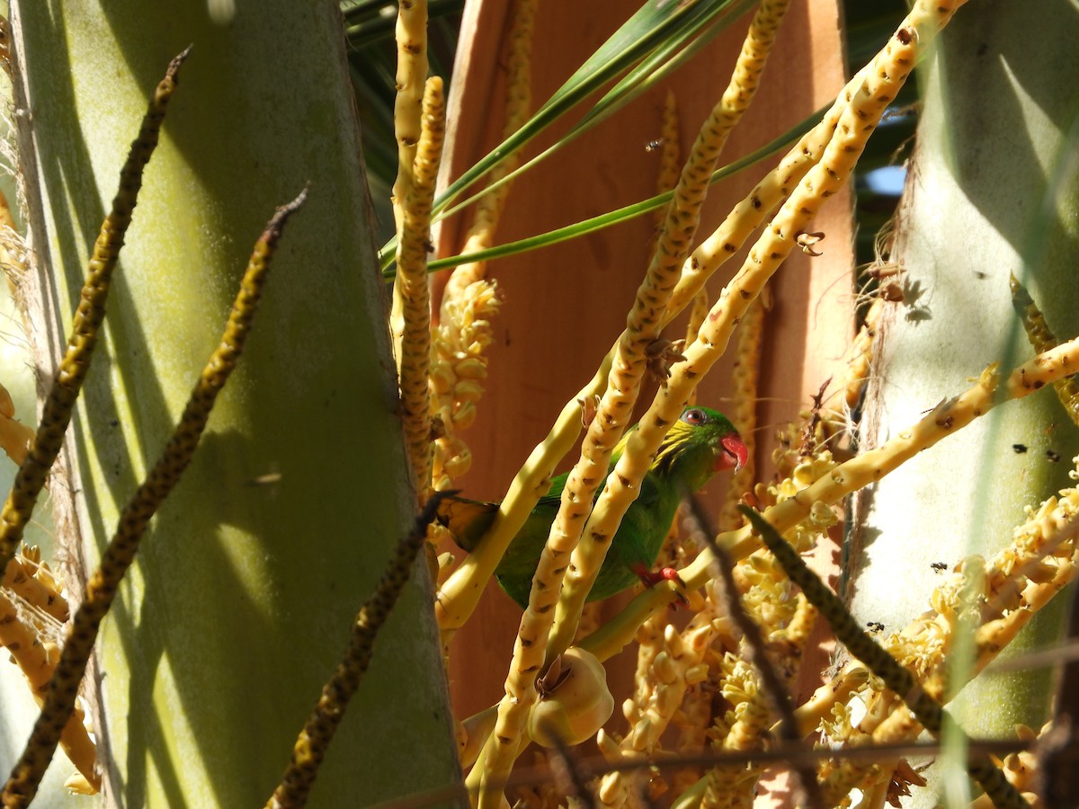 アオミミインコ - ML647071607