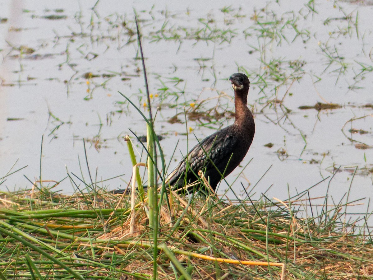 Indian Cormorant - ML647071608