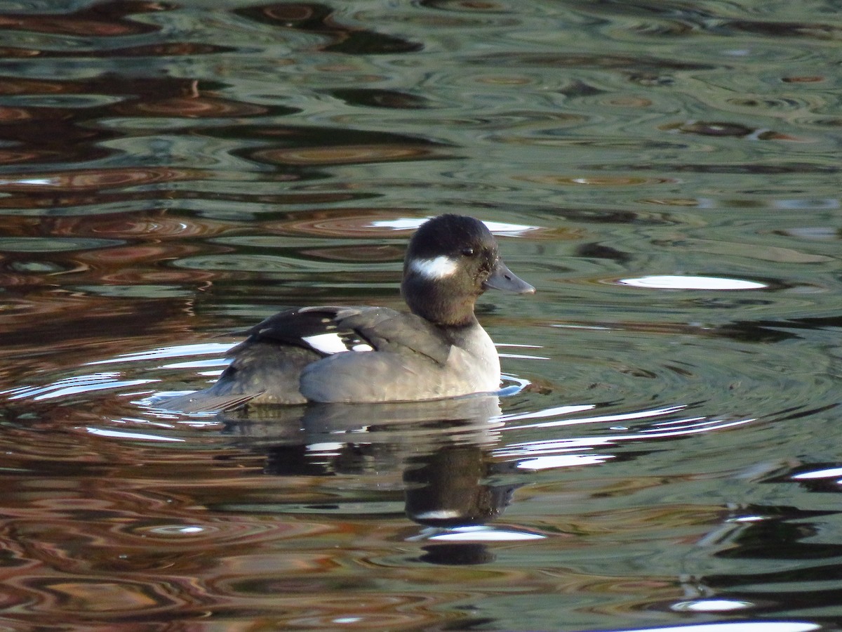 Bufflehead - ML647071609