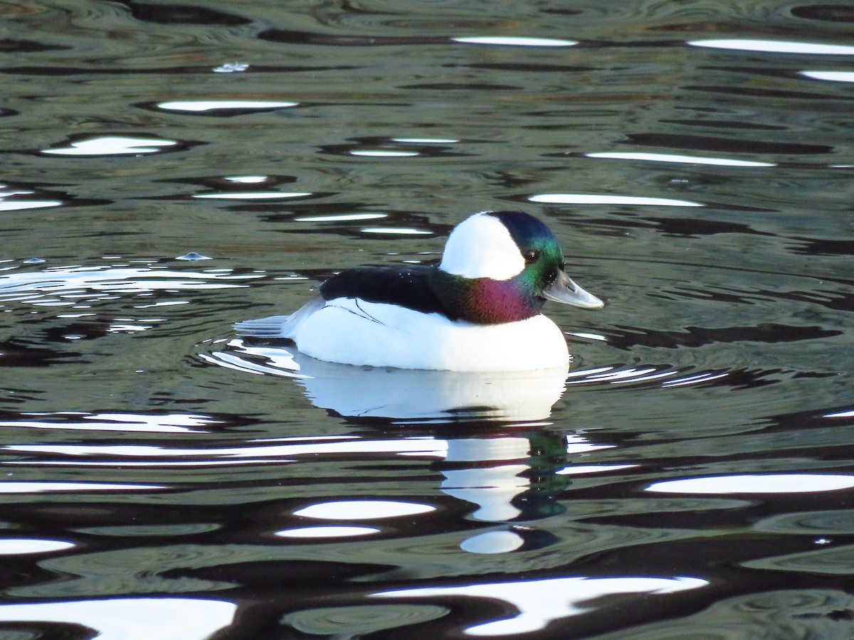 Bufflehead - ML647071610