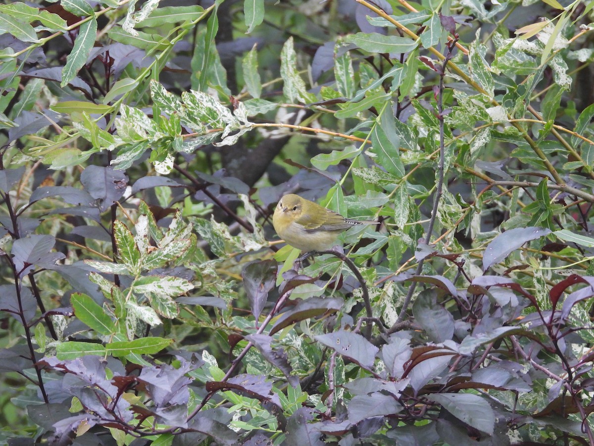 Paruline obscure - ML647071613