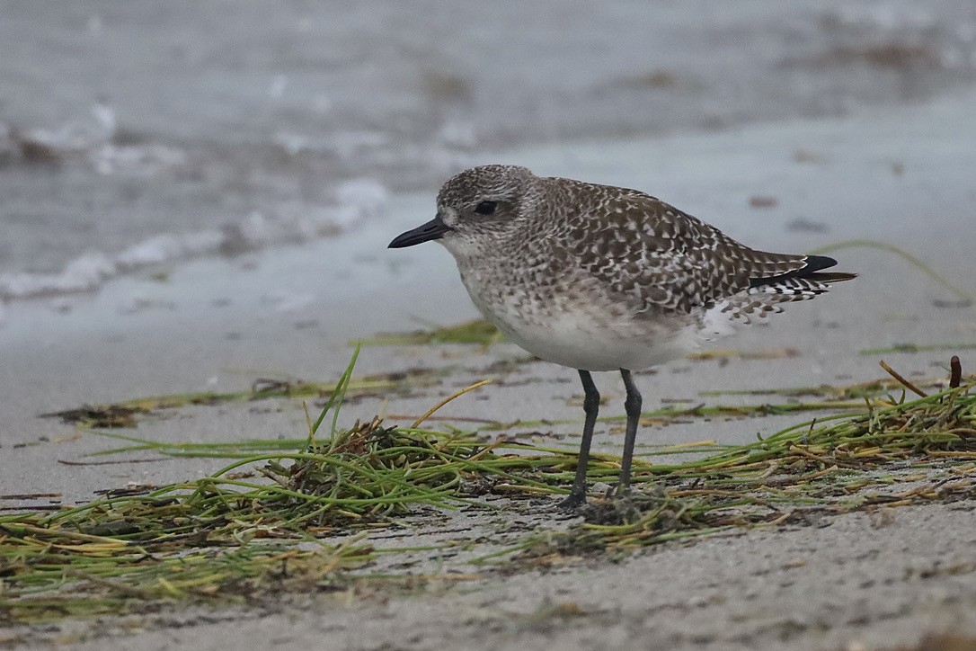 tundralo - ML647071614