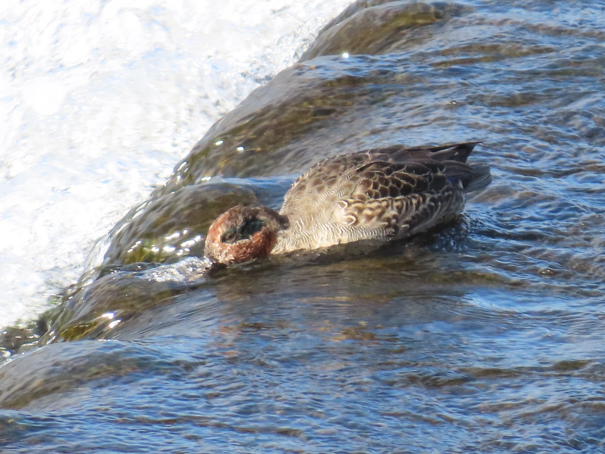 Чирянка мала - ML647071615