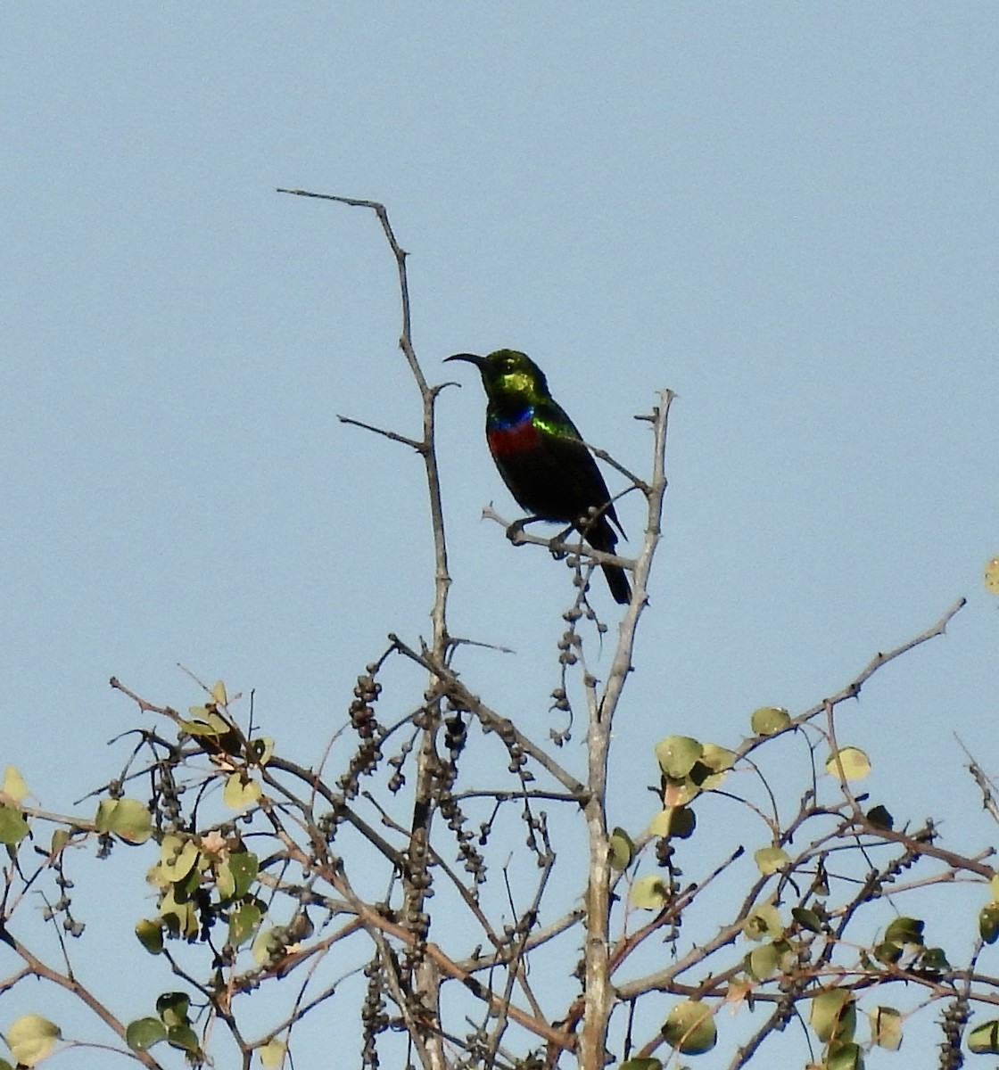 Marico Sunbird - ML647071616