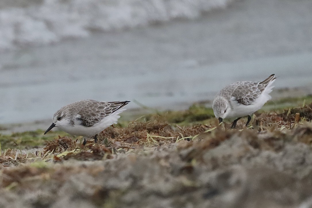 Bécasseau sanderling - ML647071618