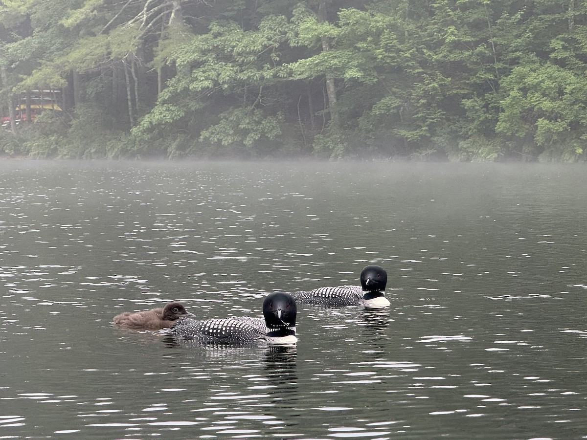 Strolaga maggiore - ML647071619