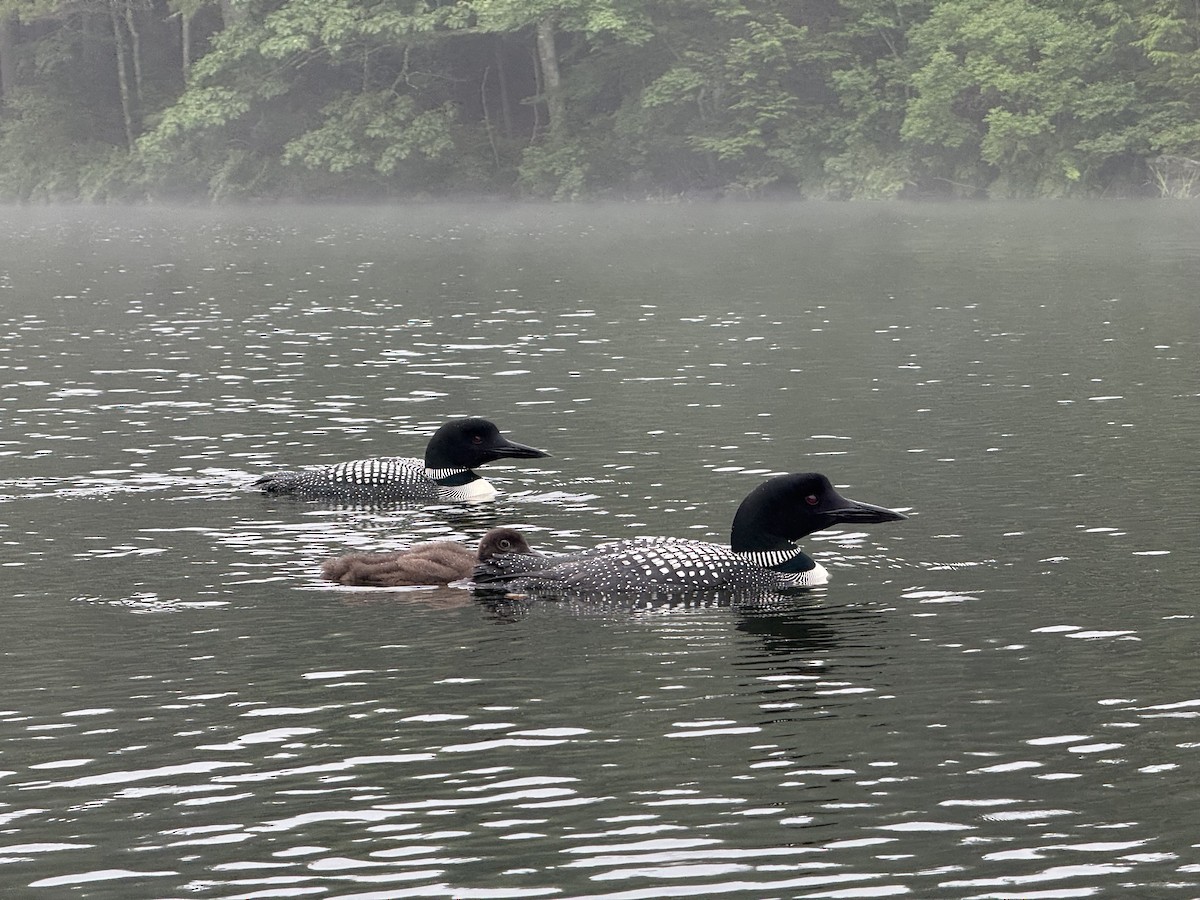 Plongeon huard - ML647071620