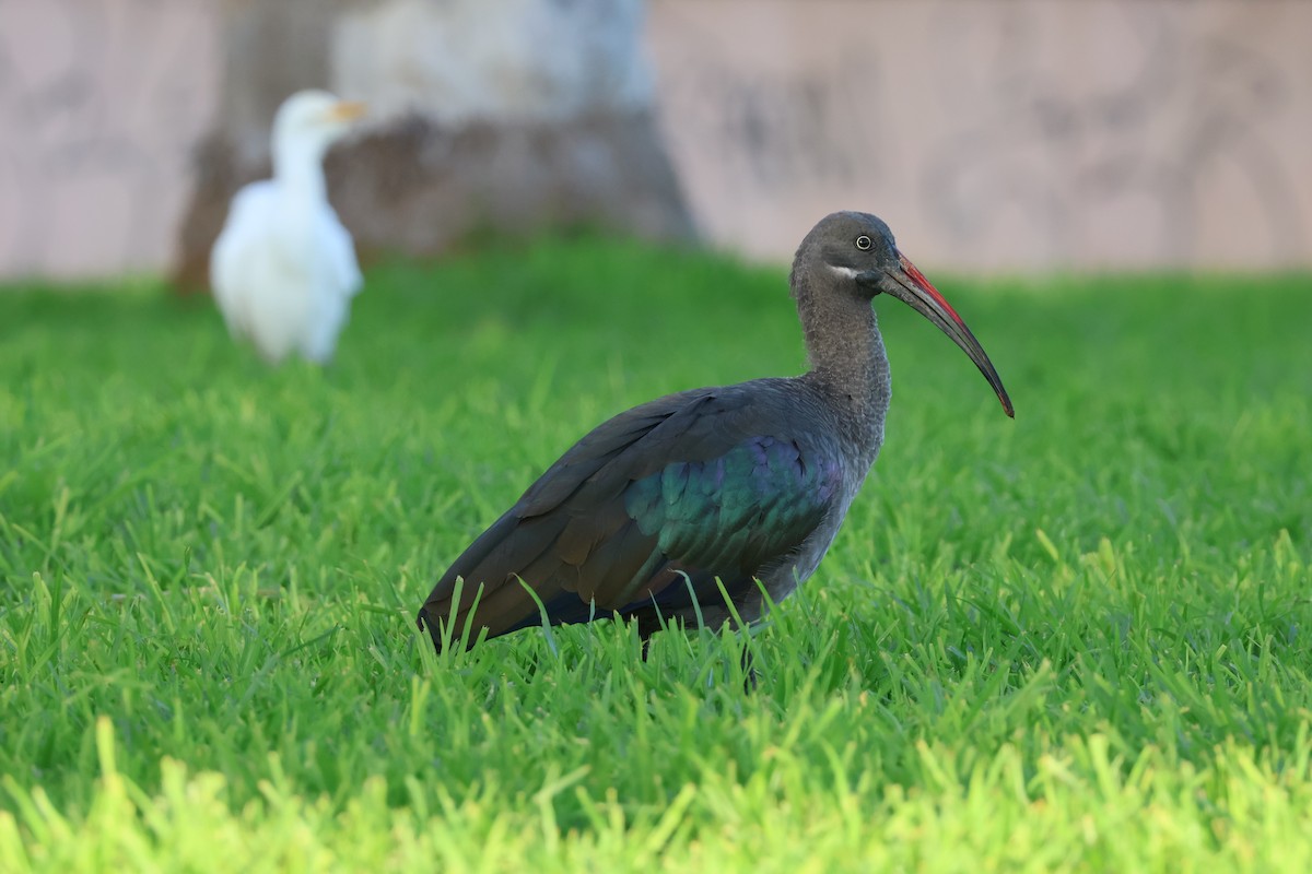 Ibis hagedash - ML647071621