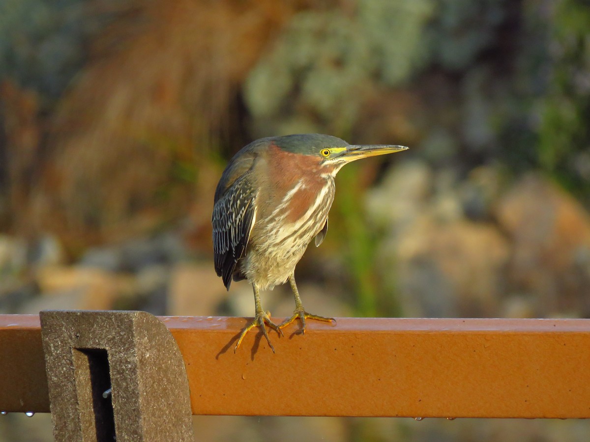 Héron vert - ML647071622