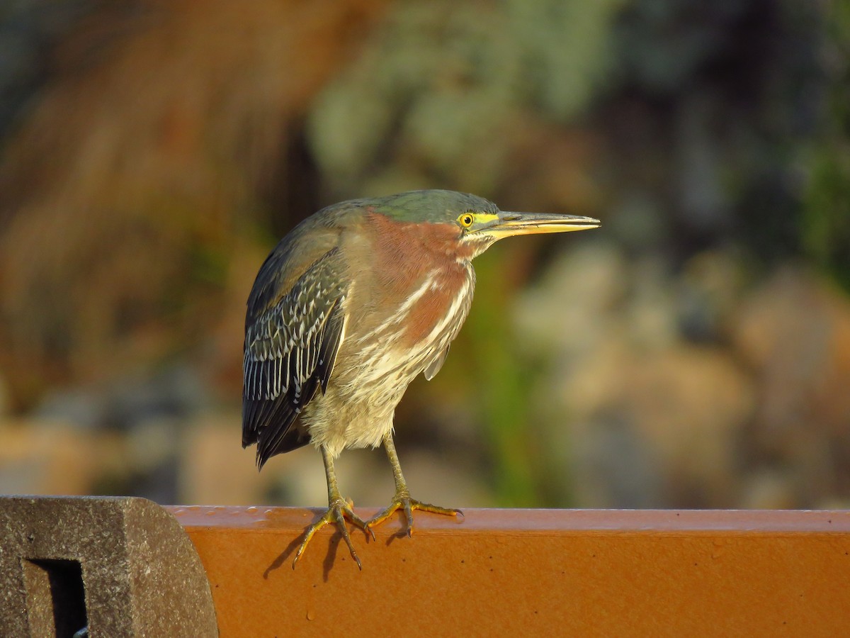 Héron vert - ML647071623
