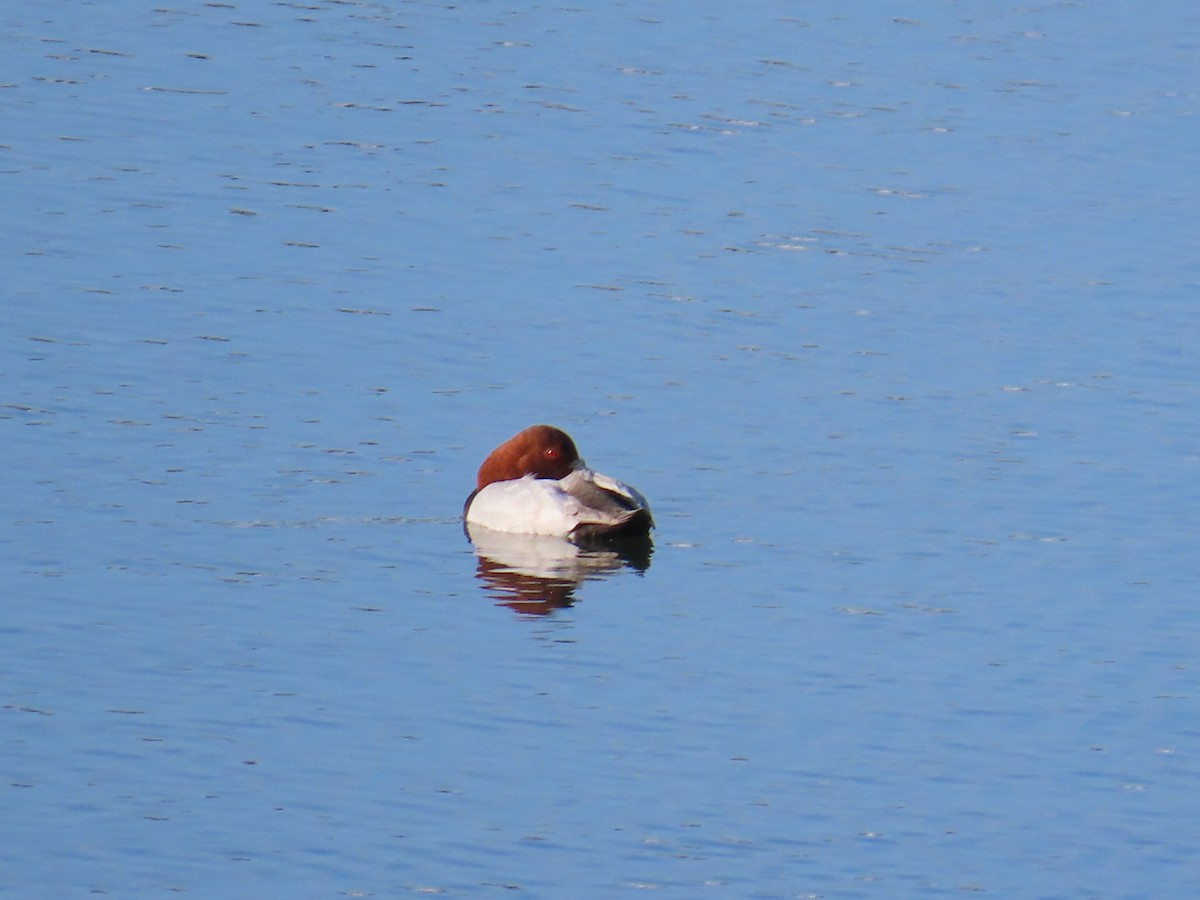 Fuligule milouin - ML647071624