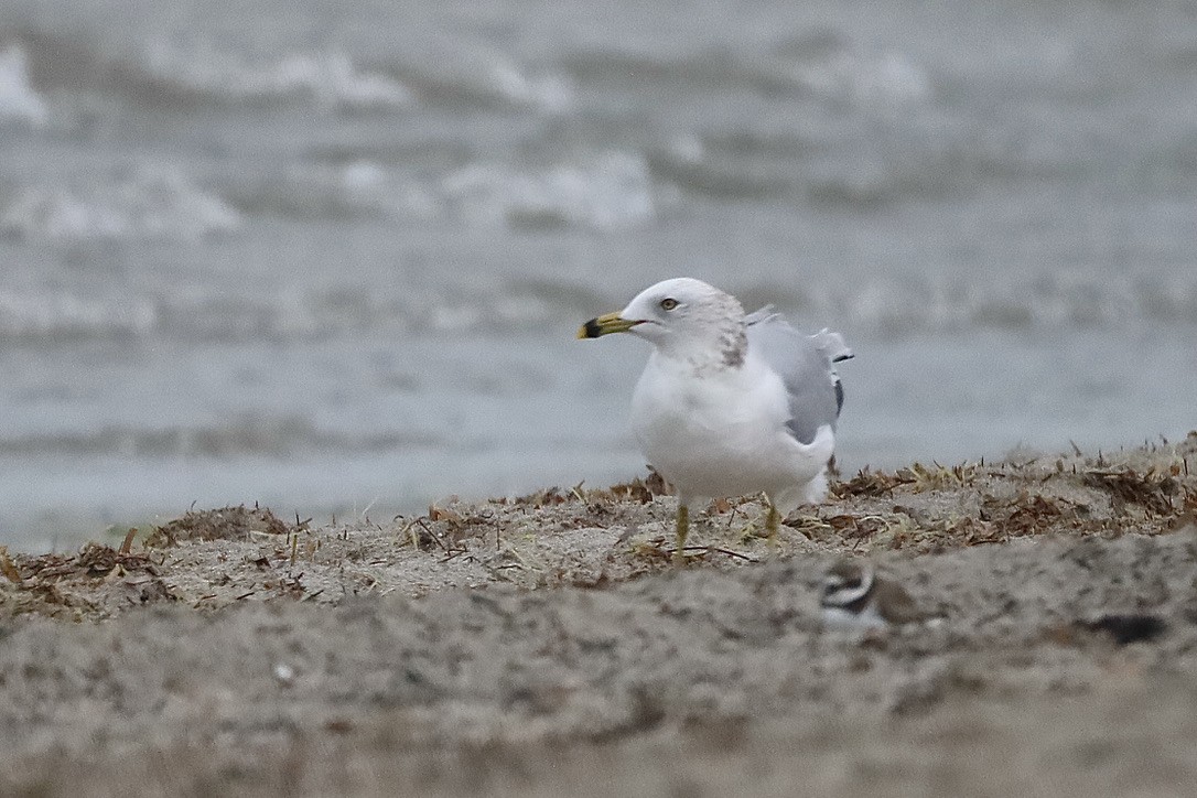 Goéland à bec cerclé - ML647071625