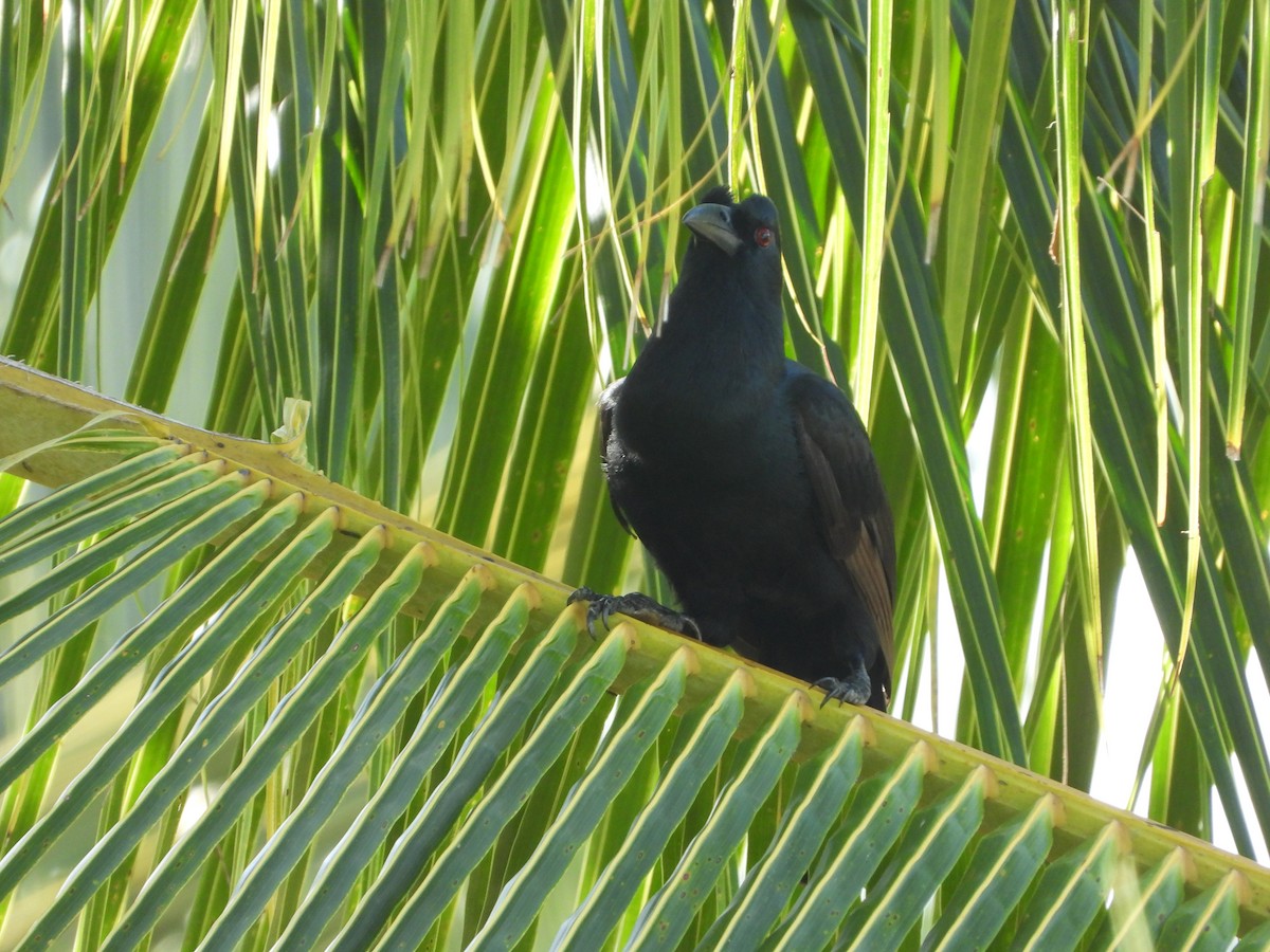 Obi Paradise-crow - ML647071626