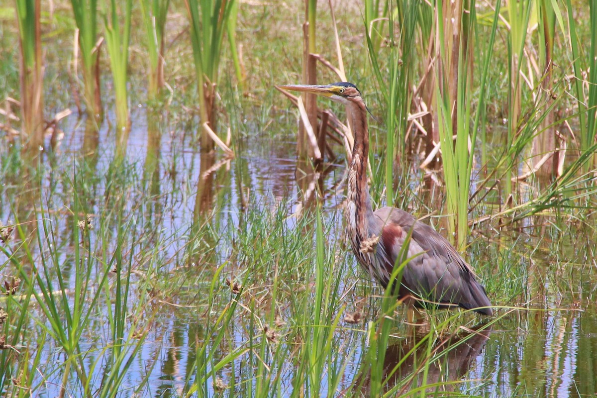 Héron pourpré - ML647071627