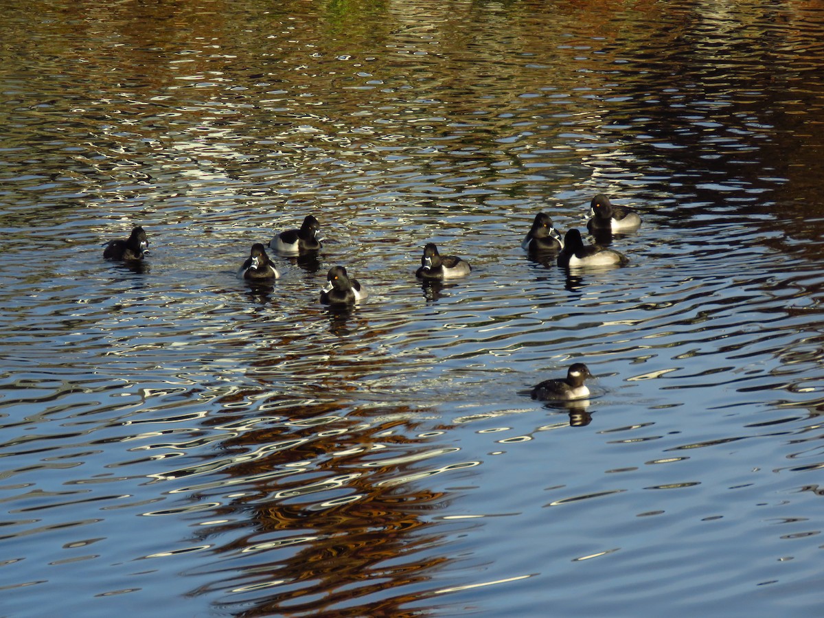Fuligule à collier - ML647071628