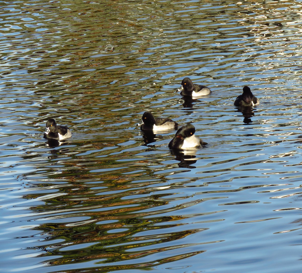 Fuligule à collier - ML647071629