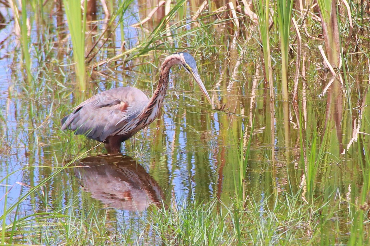 Héron pourpré - ML647071631