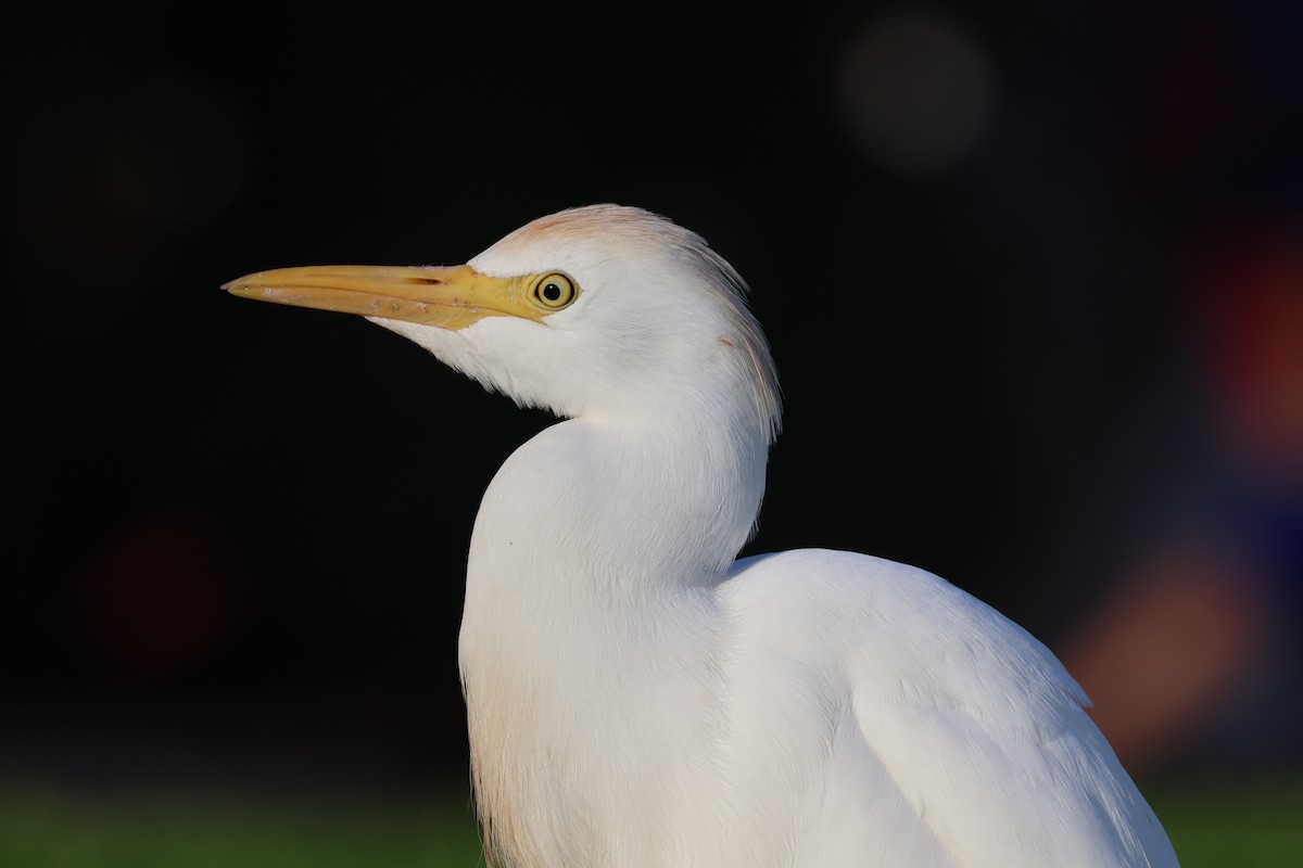 Héron garde-boeufs - ML647071632