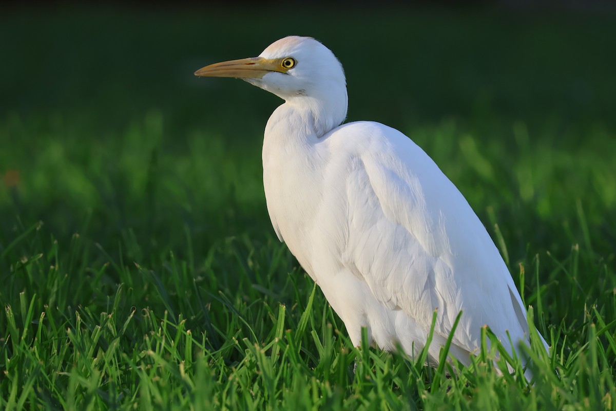 Héron garde-boeufs - ML647071633