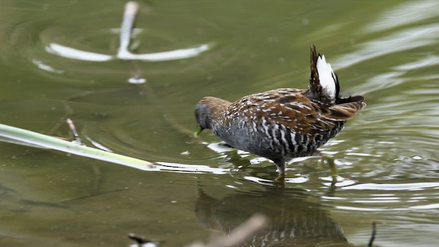Погонич бурий - ML647071634