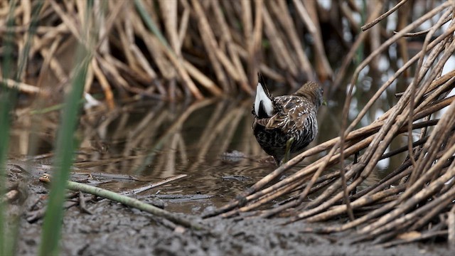 Погонич бурий - ML647071635