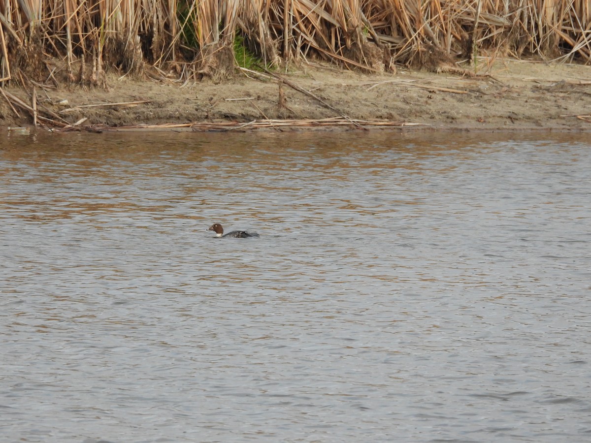 Garrot à oeil d'or - ML647071638