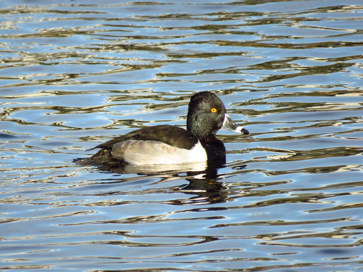 Fuligule à collier - ML647071643