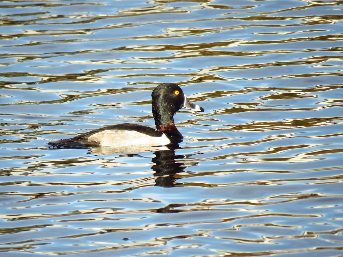 Fuligule à collier - ML647071644