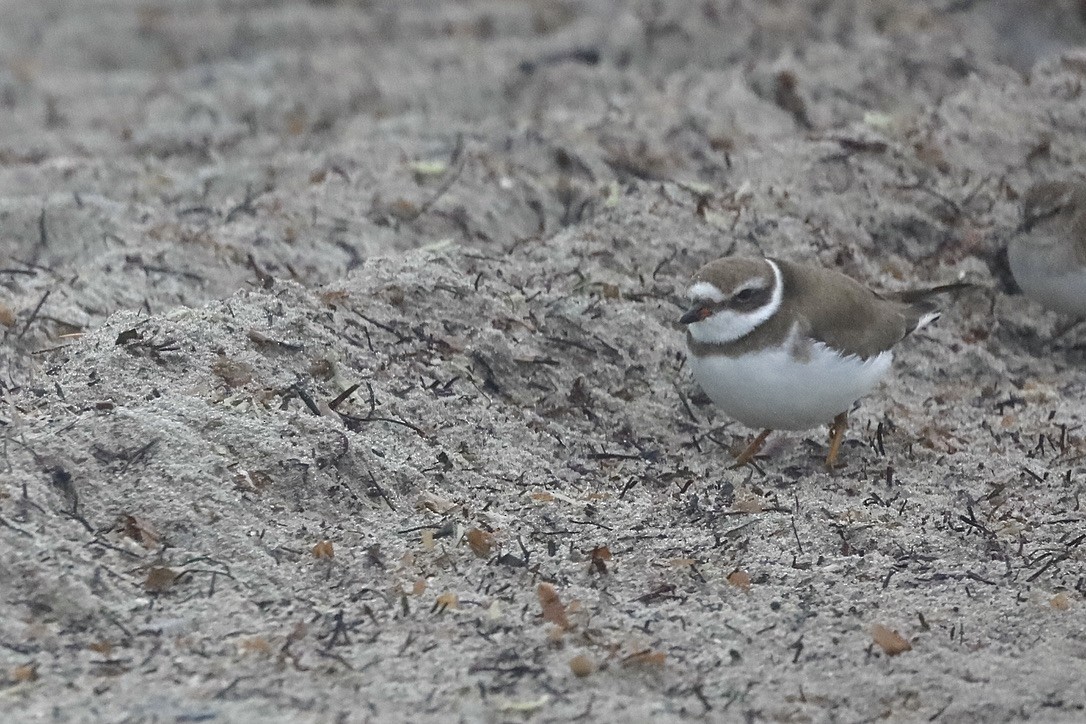 Pluvier semipalmé - ML647071647